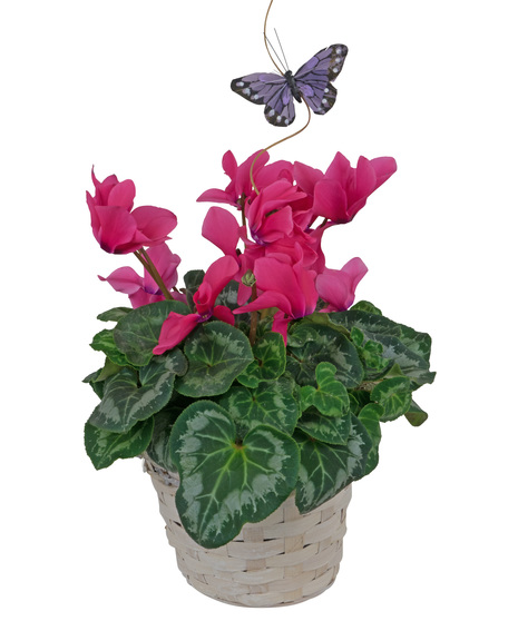 Cyclamen Basket