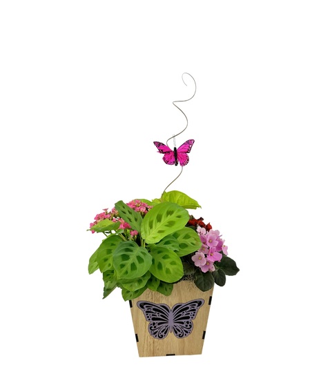 Blooming Plants