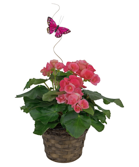 Begonia potted plant in a brown wicker basket. 
