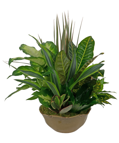 Ceramic Planter