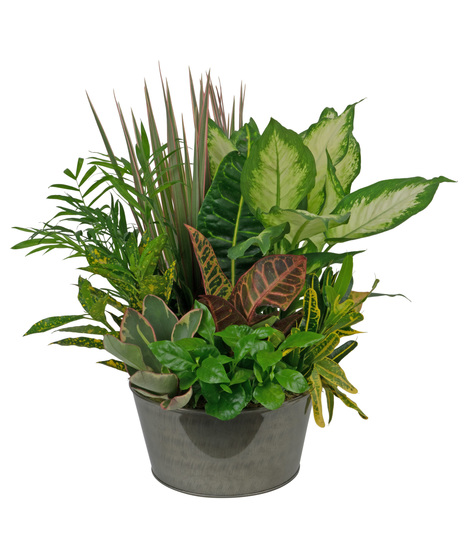 Tin Planter