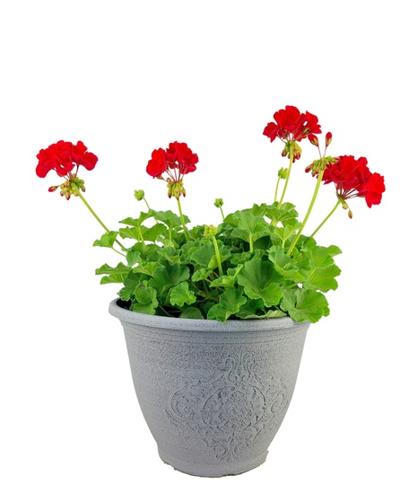 Blooming Plants