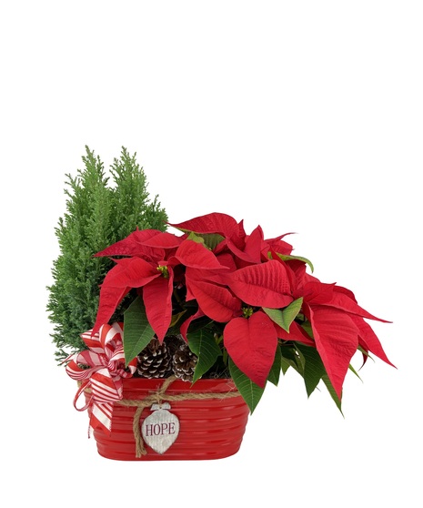 Cypress & Poinsettia in Tin