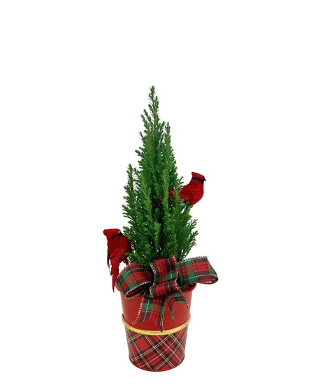 Cardinal in the Pines