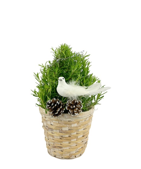 Lavender plant in white wicker basket with a dove.