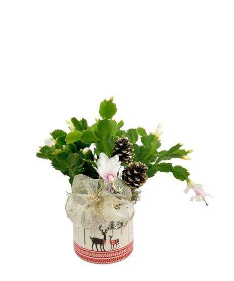 Winter Woodland Cactus