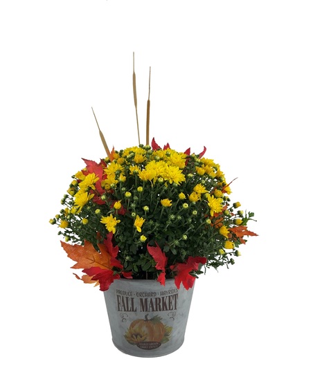 A variety of colors are available in these much loved Autumn beauties. 