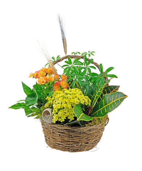 Fall themed and appropriate for any occasion, a pretty green and blooming garden. 