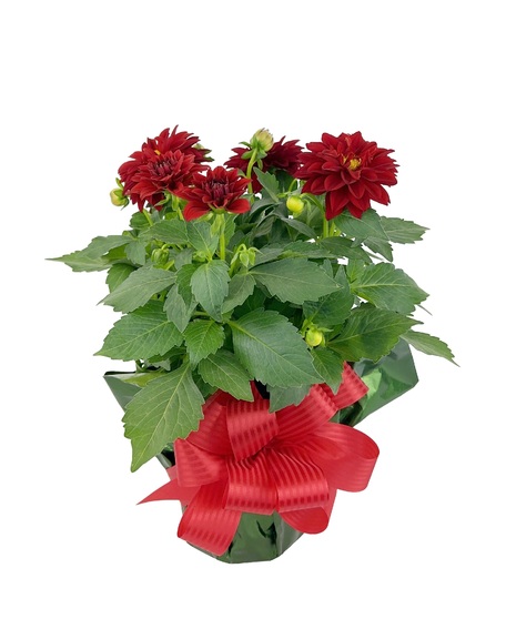 Dahlia