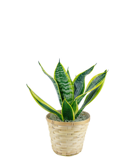 Great for newbies to the green plant world.  