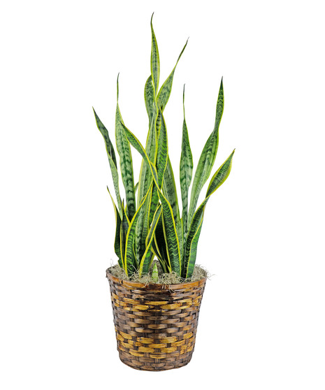 Great for newbies to the green plant world.  
