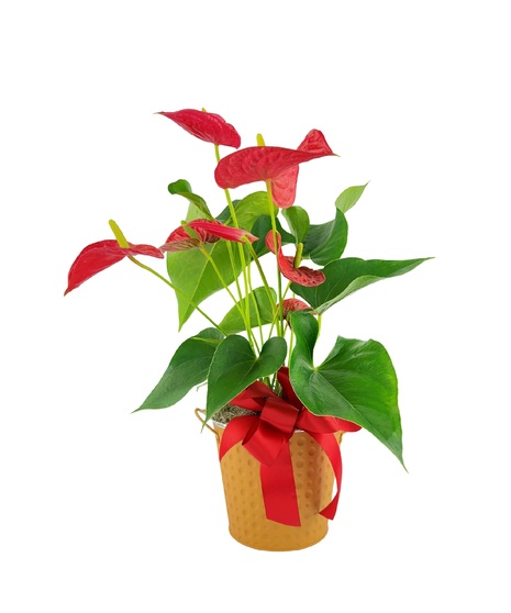 Blooming Plants