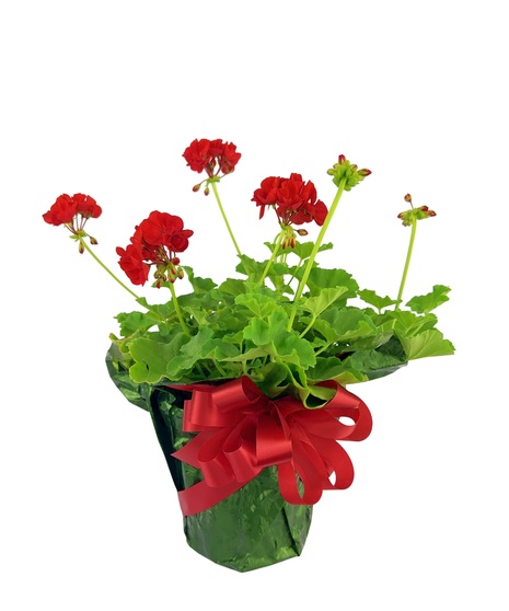 Stock Geranium - Foil & Bow