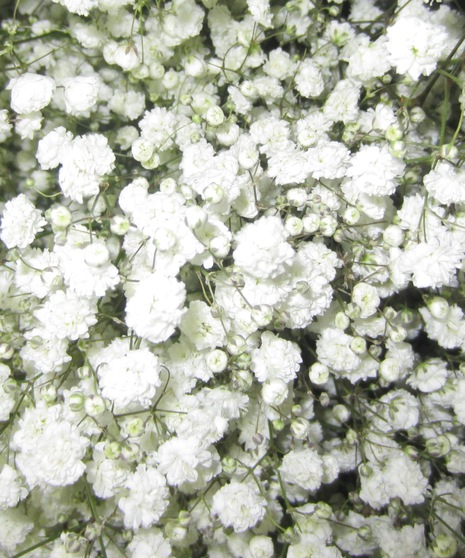 Gypsophila - Babies Breath