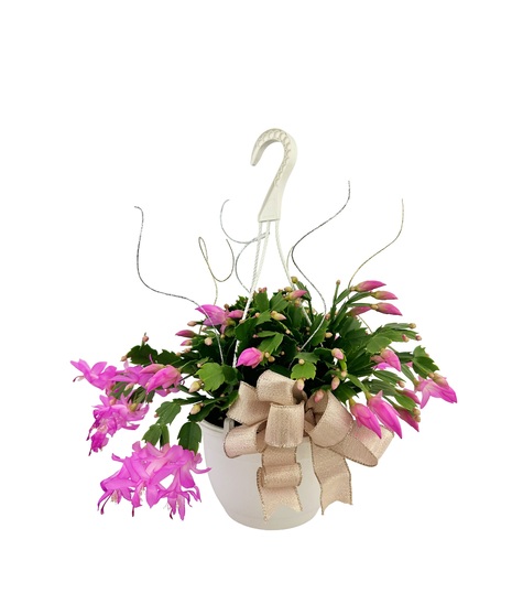 Christmas Cactus - Hanging Basket