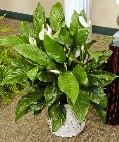 Cherish - Green Plant