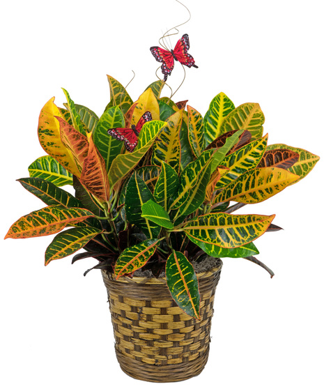 A pretty croton plant in basket for Fall.