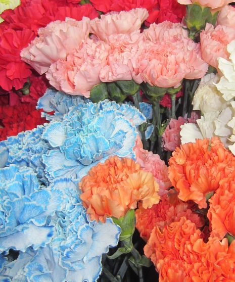 Standard Carnations