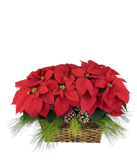 Deck the Halls Double Poinsettia