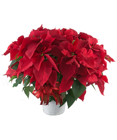 Make Merry Poinsettia