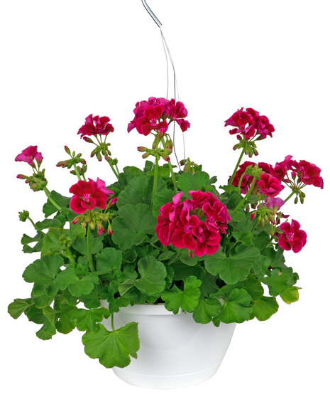 Geranium hanging baskets are easy care and so colorful all summer!