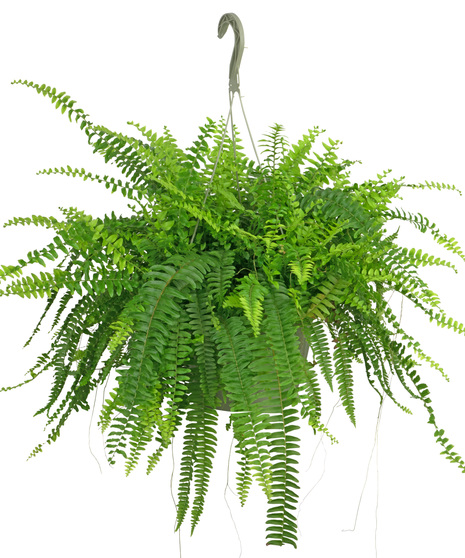 Boston Fern