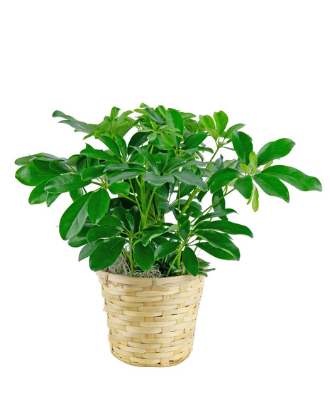 Arboricola Plant