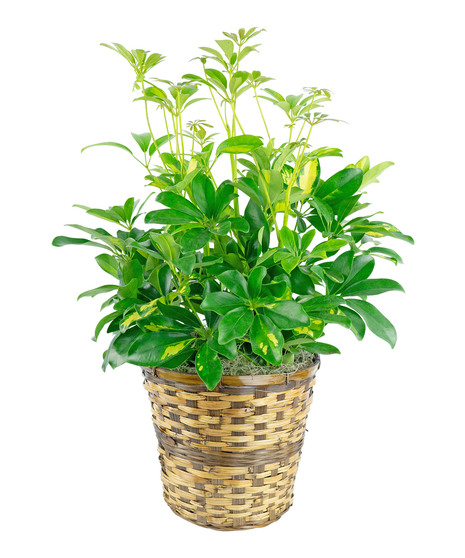 This arboricola, available in 3 varied sizes  will make a nice addition to any room. 