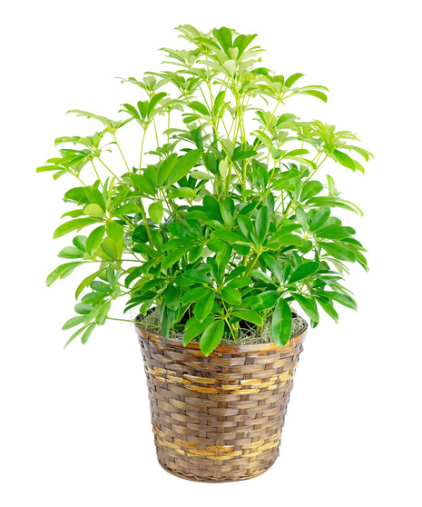 This arboricola, available in 3 varied sizes  will make a nice addition to any room. 