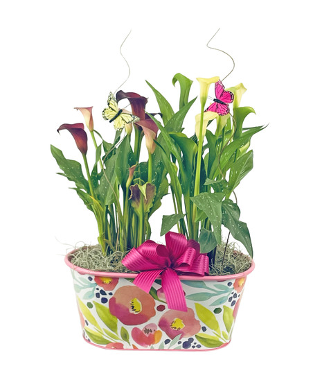 Simply Callas