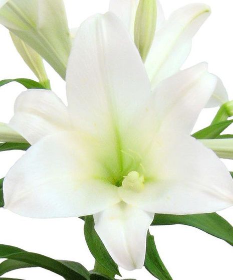 Easter Lily