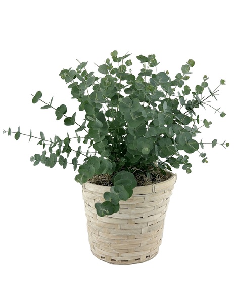 Green Plants