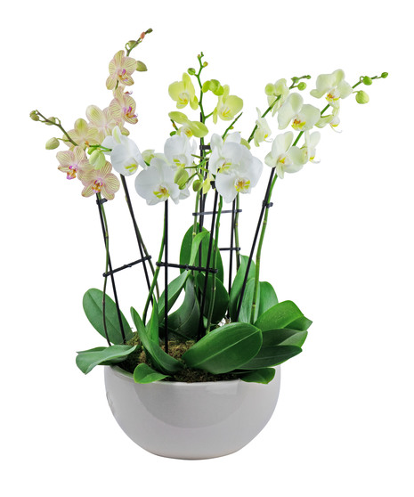 This lush tropical orchid planter will delight them.