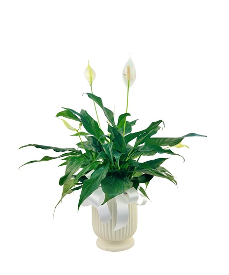 Comforting Thoughts Planter