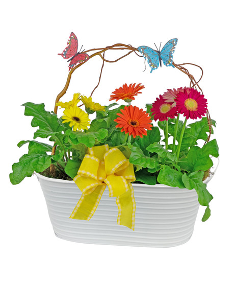 A charming metal planter contains three gerber daisy plants. 