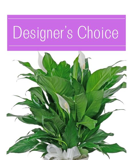 Green plants, expertly designed for you.