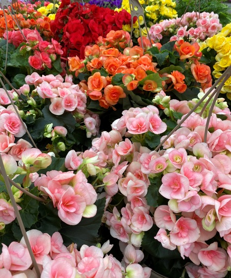Begonia Hanging Basket
