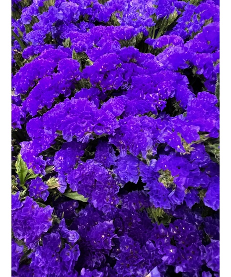 Statice - Purple