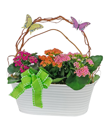 A charming metal planter contains three kalanchoe plants, shown here in red, orange and pink.