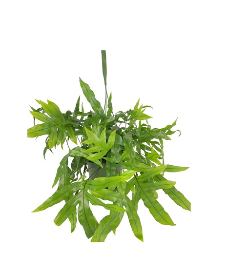 Kangaroo Fern