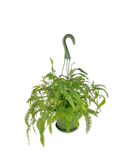 Maidenhair Fern