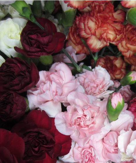 Mini Carnations