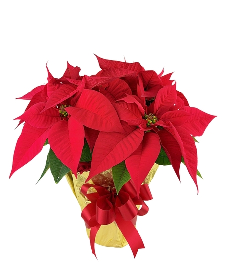 As good as it gets, these poinsettias are gorgeous.