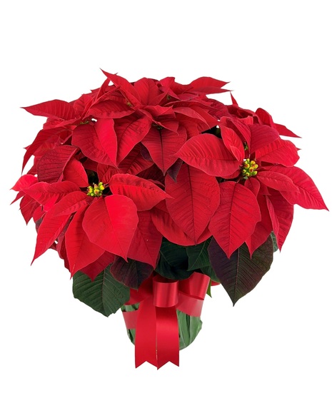 Poinsettia Foil & Bow