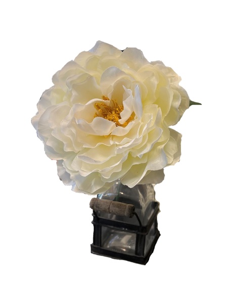 Peony Bloom