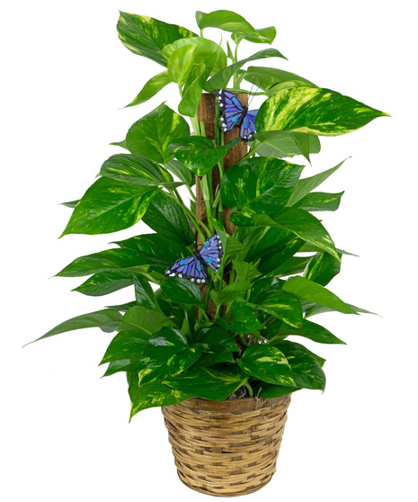 Pretty variegated leaves vine upwards with the pothos totem 