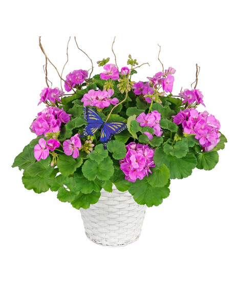 Stock Geranium Basket - Deluxe