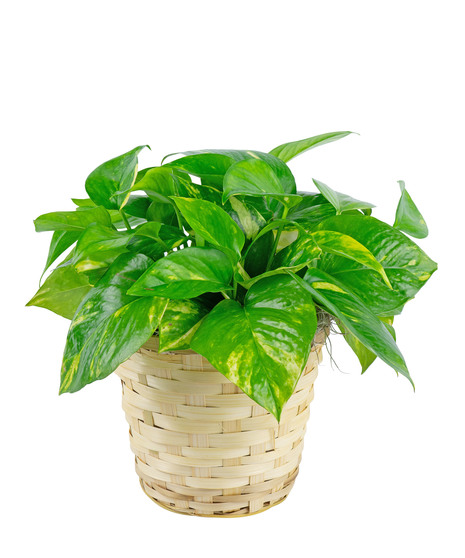 Pothos Plant