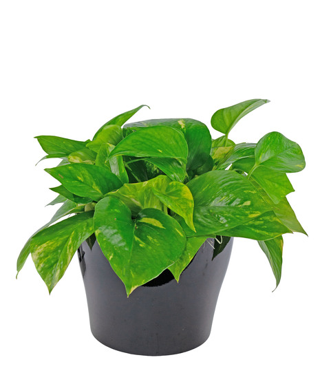 Pothos is an attractive vining plant with variegated foliage. 
