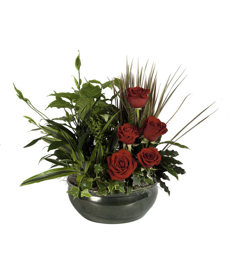 Rose & Plant Dish Garden